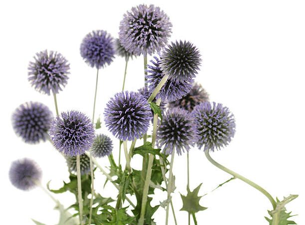 Echinops como parte da árvore Hondro Sol Valgus